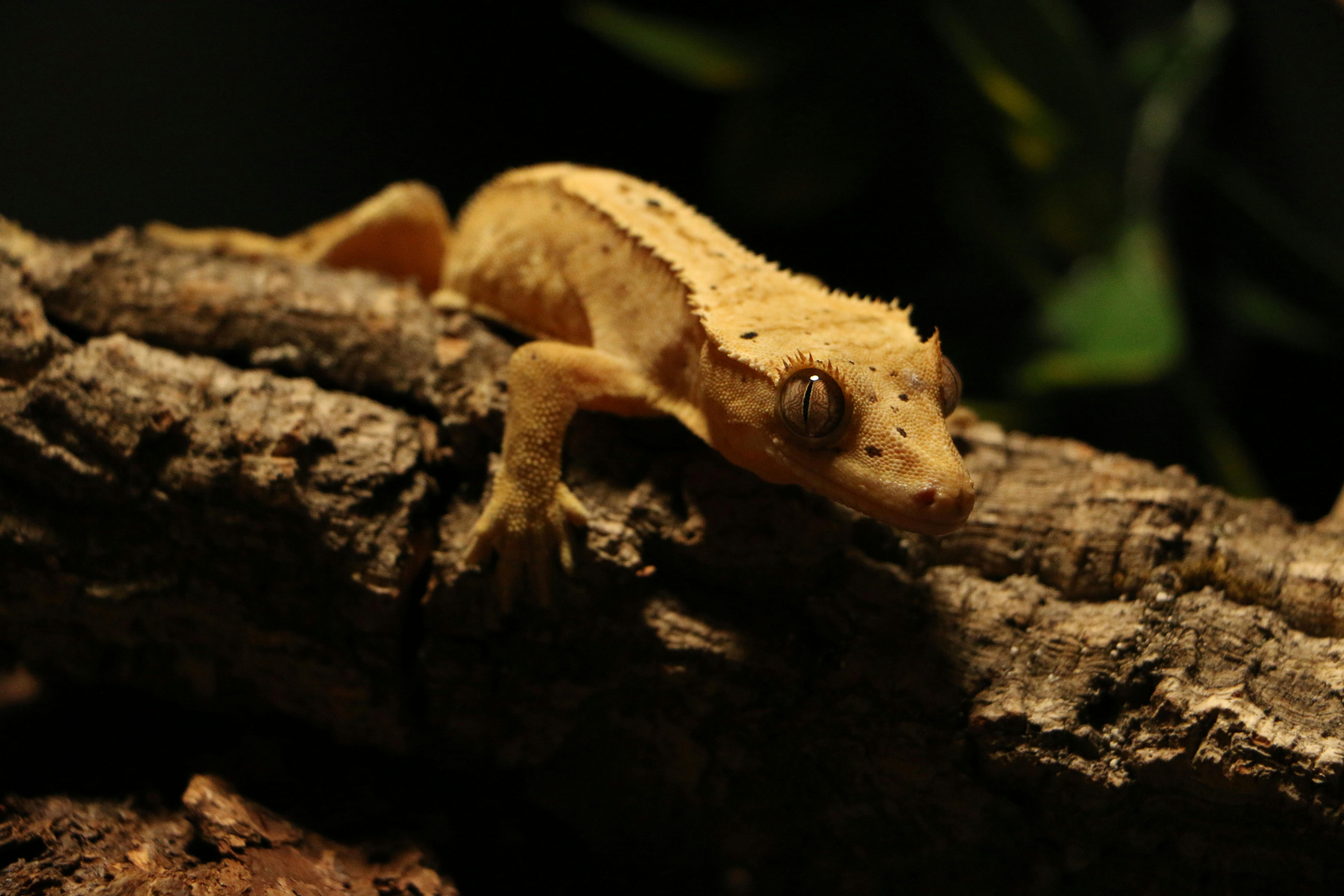 Gecko Crestado Dalmatian